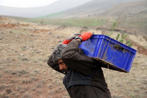 Doğu Anadolu'da 13 milyon fidan toprakla buluşturulacak