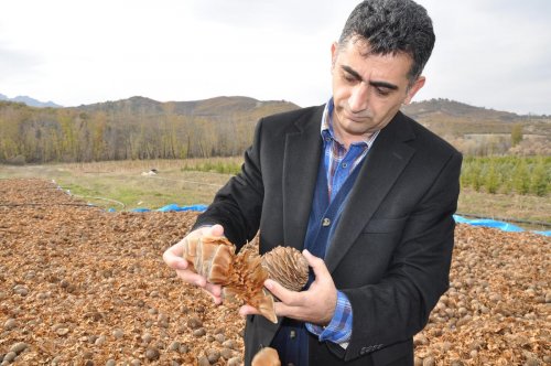 Tunceli'nin dağlarına sedir tohumları ekiliyor