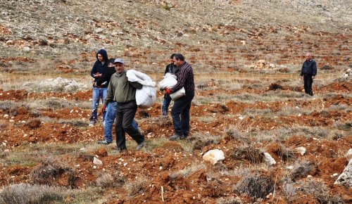 Tunceli'nin dağlarına sedir tohumları ekiliyor