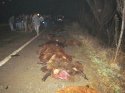 Iğdır'daki trafik kazasında 28 koyun telef oldu