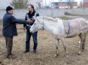 Polis, çalınan atı sahibine teslim etti