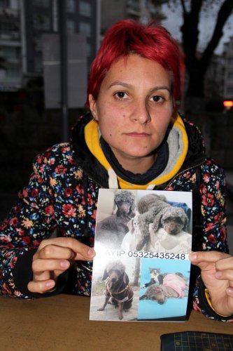 Veteriner kardeşler kayıp köpeklerini el ilanıyla arıyor