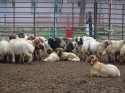 Kilis'te hayvan kaçakçılarına yönelik operasyon