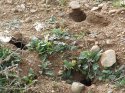 Kırıkkale'de tarla faresi mücadele çalışmaları