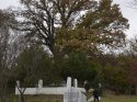 Trakya'nın en yaşlı meşe ağacı bulundu