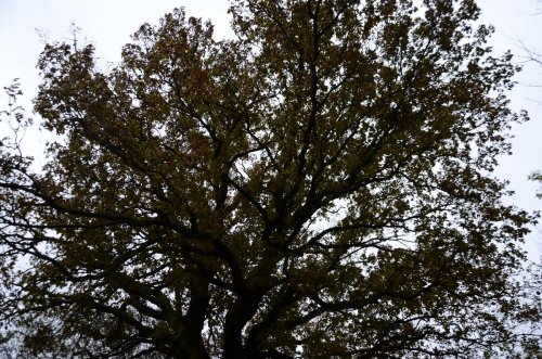 Trakya'nın en yaşlı meşe ağacı bulundu