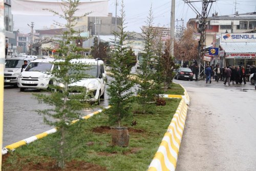 Erciş'te refüjler ağaçlandırıldı