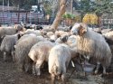 Kilis'te hayvan kaçakçılarına yönelik operasyon