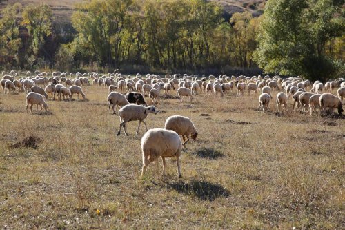 Koyunlar, sertifikalı çobanlara emanet edilecek