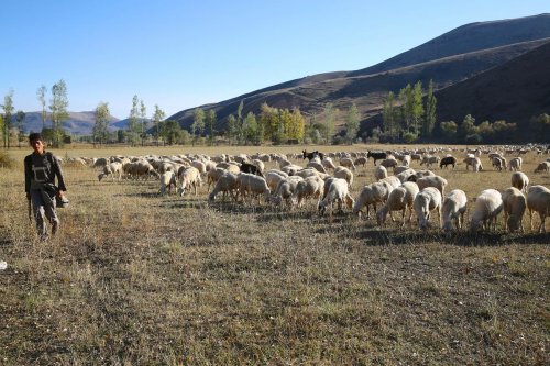 Koyunlar, sertifikalı çobanlara emanet edilecek