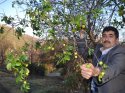 Kahramanmaraş'ta erik ağacı meyve verdi