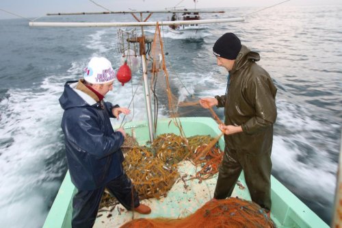 Karadenizli balıkçılar ağlarını mezgit için atıyorlar