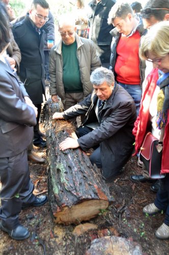 Urla'da RES için ağaçların kesildiği iddiası