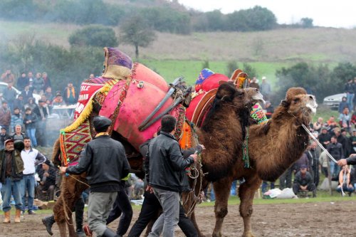 Çan'da deve güreşi