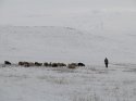 Zor şartlarda bile çobanlığa devam ediyorlar