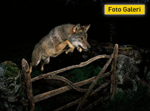 Bu fotoğrafa iyi bakın çünkü... - Foto