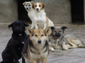 Sokak köpekleri ölümcül hastalık taşıyor