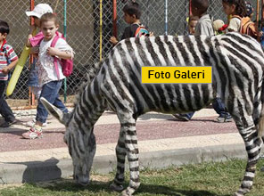Zebra bulamayınca bakın ne yaptılar - Foto