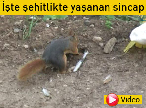 Yiyeceğini şehit mezarına saklıyor - Video