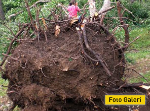 Hortum dev ağaçları kökünden yıktı - Foto