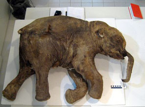 30 bin yıllık mamut kafası bulundu