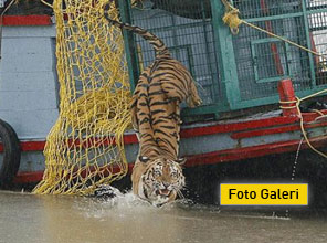 Özgürlüğe kulaç attı ! - Foto