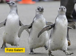 Penguenlerin mezuniyet töreni - Foto