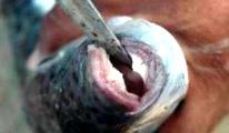 'Kanserli balık' tartışmaları devam ediyor