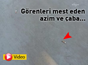 Karıncanın azmine hayran olacaksınız - Video