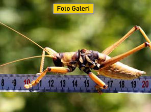 Görenler gözlerine inanamadı ! - Foto