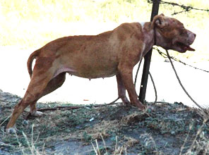 Bir pitbull dehşeti daha