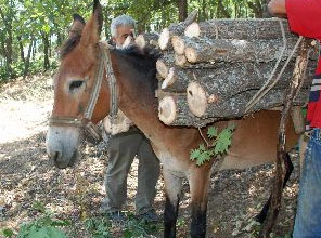 Bu katırın fiyatı cep yakıyor!