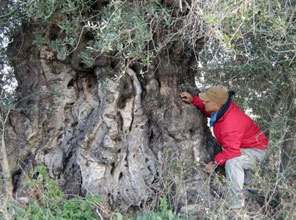 Bin yaşın üzerinde 3. ağaç bulundu