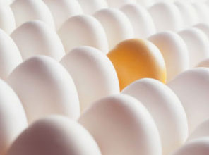 Belçika'daki yumurtalar 'temiz' çıktı