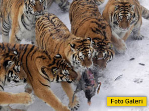 Turistlerin maskarası oldular - Foto