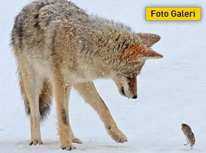 Görenler gözlerine inanamadı - Foto