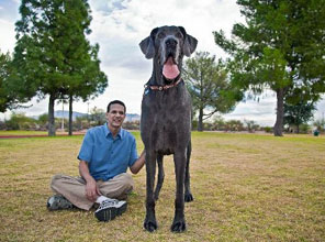 Dünyanın en uzun köpeği