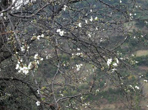 Şubat ayında çiçek açtı