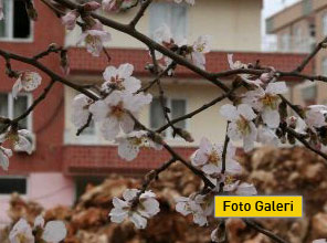 Mardin'de badem ağaçları çiçek açtı 