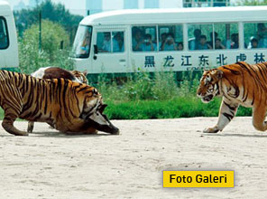 Para karşılığı vahşet - Foto