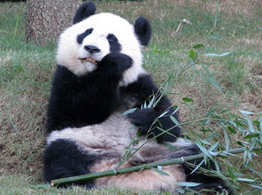 Panda bakıcılığı için 17 bin başvuru