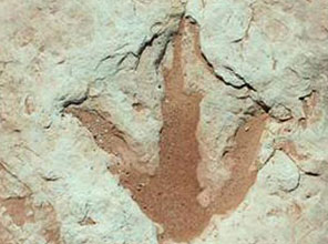 100 milyon yıllık ayak izi bulundu 