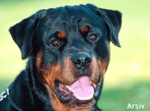 Köpeğe saldıran adam ağır yaralandı