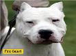 Pitbullara yasaklama isteği