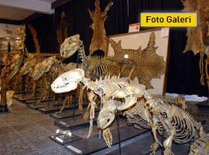 İşte Türkiye'nin ilk Zooloji Müzesi