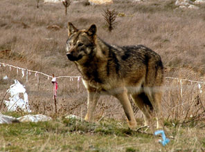 İşte Türk kurt köpeği  