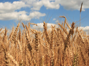 Gluten alerjiniz varsa bu gıdalara dikkat  