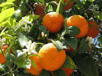 Muğla narenciye üretiminde lider