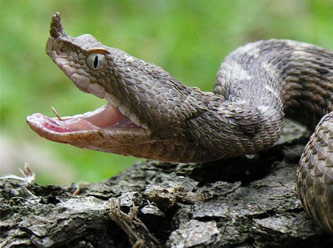 Bebek yılanın başını çiğnedi