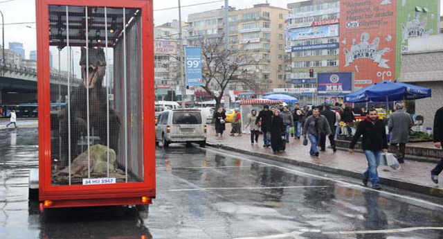 Köprüde dinazor görenler şaşırdı